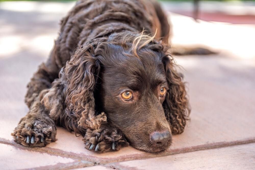 #36. American water spaniel (tie)